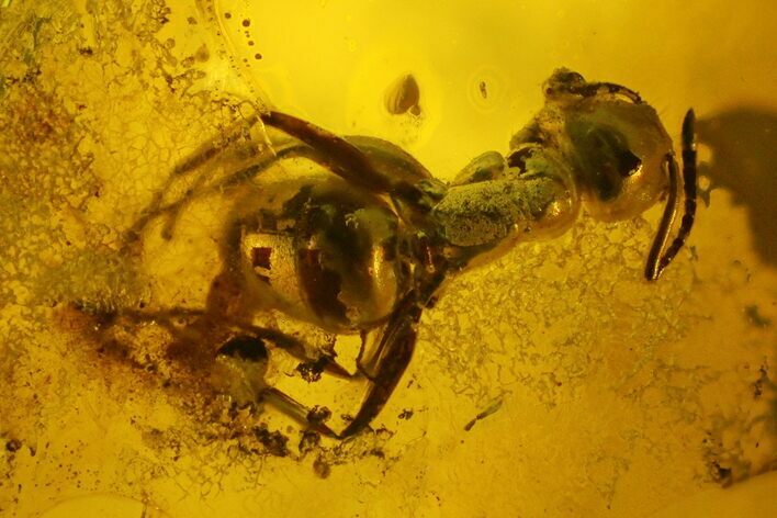 Detailed Fossil Ant (Formicidae) In Baltic Amber #200110